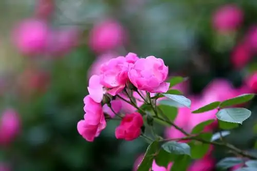 潜山道蔷薇花一道亮丽的风景线