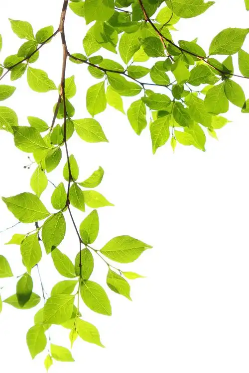 白色背景中的绿色植物叶子