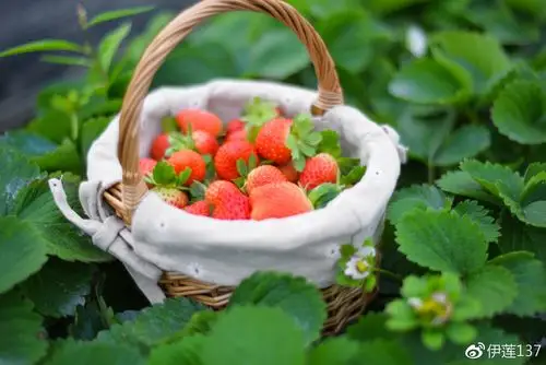 求子梦想!草莓"开春大吉"-第2张图片-秦陆网