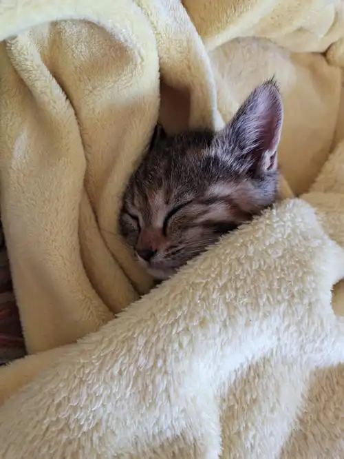 一个爱睡觉觉的小朋友