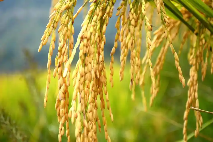 金灿灿的稻谷.(摄影:储潇)