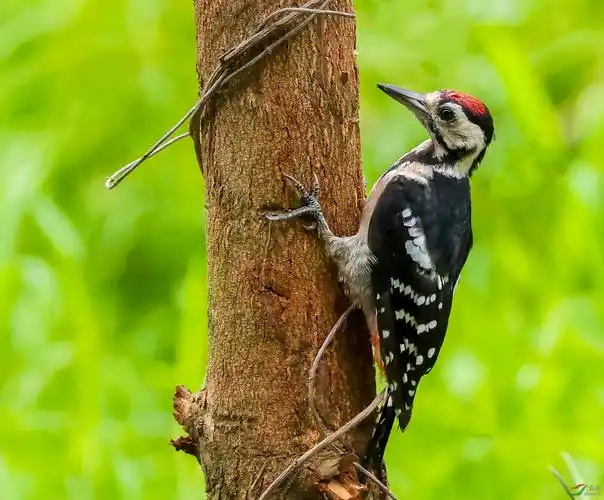 大斑啄木鸟