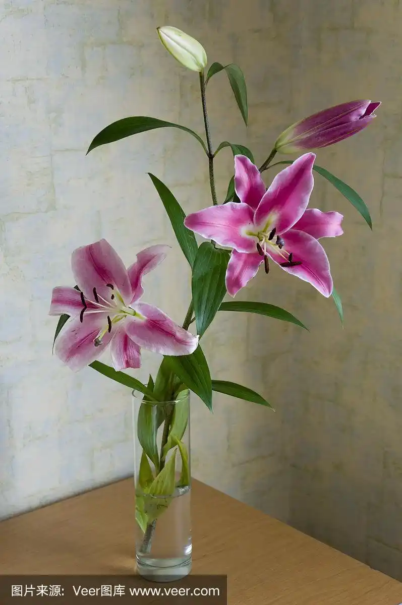 百合花,粉色,花瓶,彩色图片,深情的