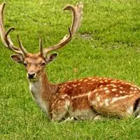 鹿头像图高清森系梅花鹿的图片