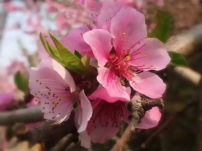 【致春天】不负春光,不负岁月,才是春天最好的模样