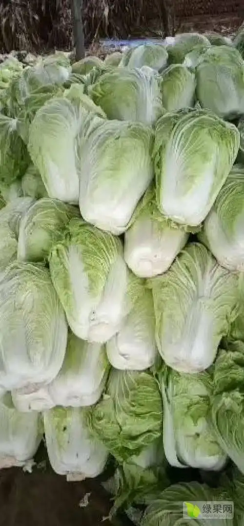 供应德高101大白菜大量供应提供各种包装