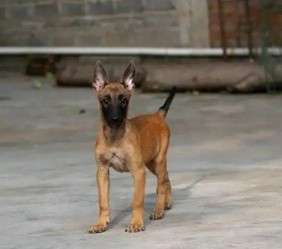 纯种马犬幼犬价格3个月的小犬崽多少钱一只出售包退换