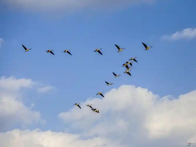 大雁即将南迁己在成群集结