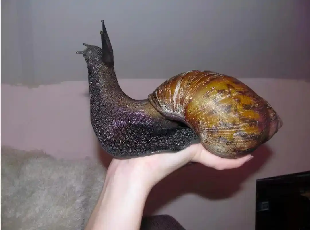 非洲大蜗牛是一种陆栖蜗牛,壳略呈纺锤形,这种蜗牛