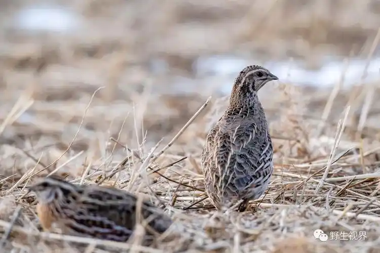 2019年我拍摄的野生动物