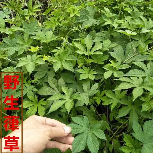 中草药野生新鲜葎草刺割人藤五爪龙去痱子宝宝洗澡现采500g拉拉秧