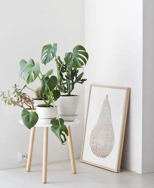 北欧风网红绿植大盘点