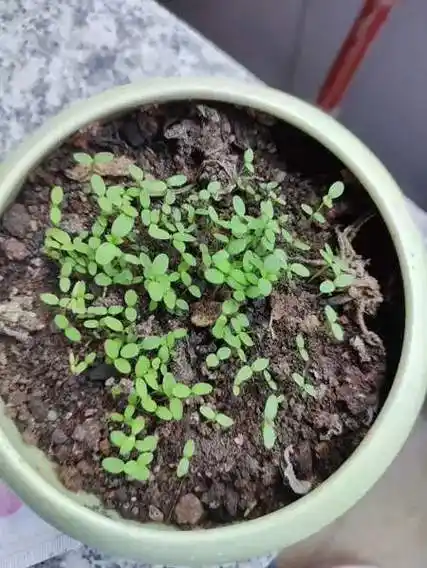 常见草本花卉盆栽鸡冠花详解 鸡冠花有什么用途?_种子_土壤_进行