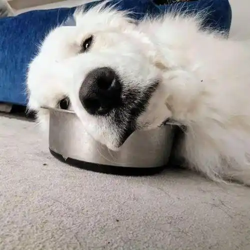 到了饭点没开饭,狗子疯狂用眼神示意.妥妥戏精!