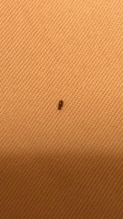 请问您知道这是什么虫子吗?这几天在床上总是发现会有这么几个小虫子_