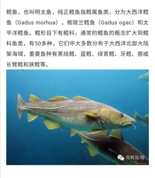 你能认识这些鱼?道人山老大篇了半天图片,让你见识一海水鱼类图谱大全