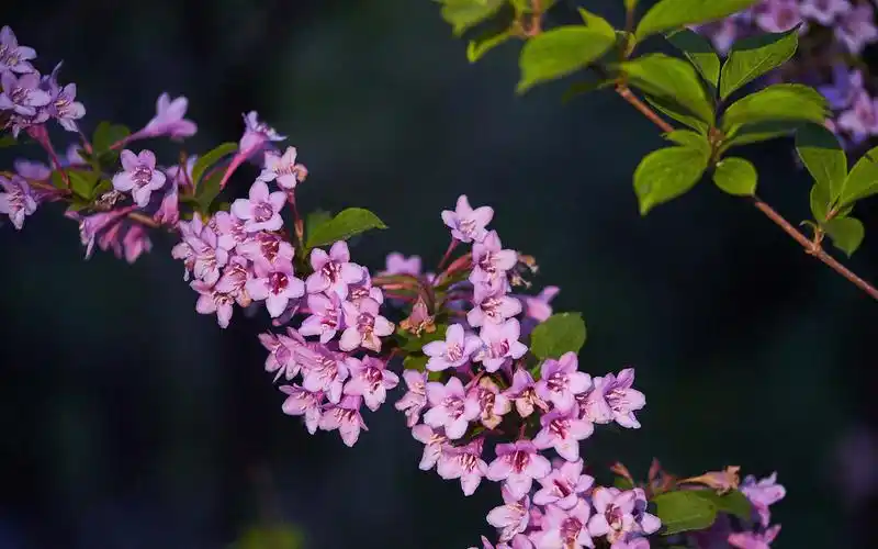 小清新粉色系植物花卉高清桌面壁纸