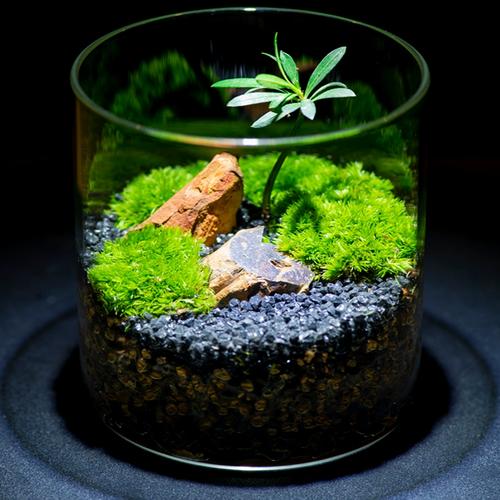 丘辰生命之树苔藓微景观生态瓶办公室桌面绿植造景摆件植物小盆栽