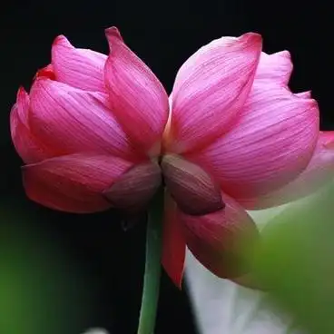 圆明园现今夏第三朵并蒂莲