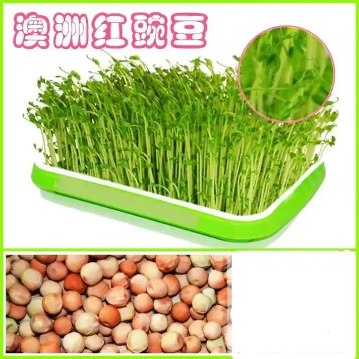 每一种豌豆苗对人体营养需求都有它独特的功效,大家知道这些豌豆 - 抖