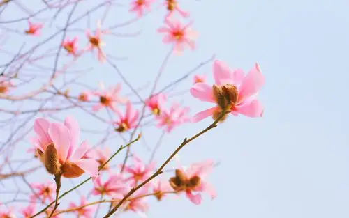 上一张 下一张 2021年牛年新年喜庆高清壁纸图片