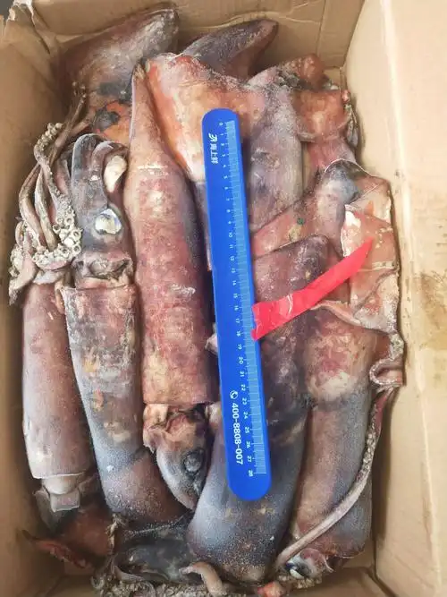 冷冻鱿鱼 印度洋鱿鱼