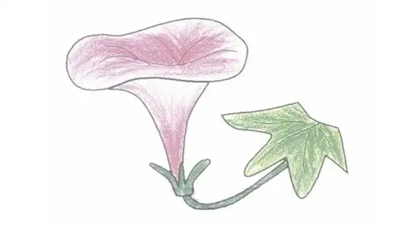 牵牛花简笔画的画法步骤图教程