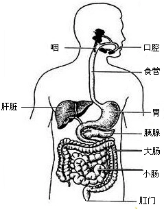 请回答出人体消化管的组成,按从上到下的顺序.