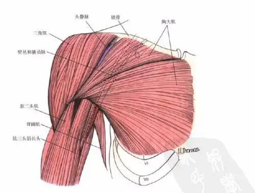 起点:锁骨外侧半,肩峰和肩胛冈.止点:肱骨体三角肌粗隆.