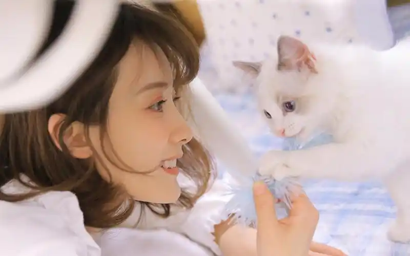 白色小猫咪和漂亮小姐姐桌面壁纸