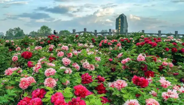 洛阳牡丹花会几月几号