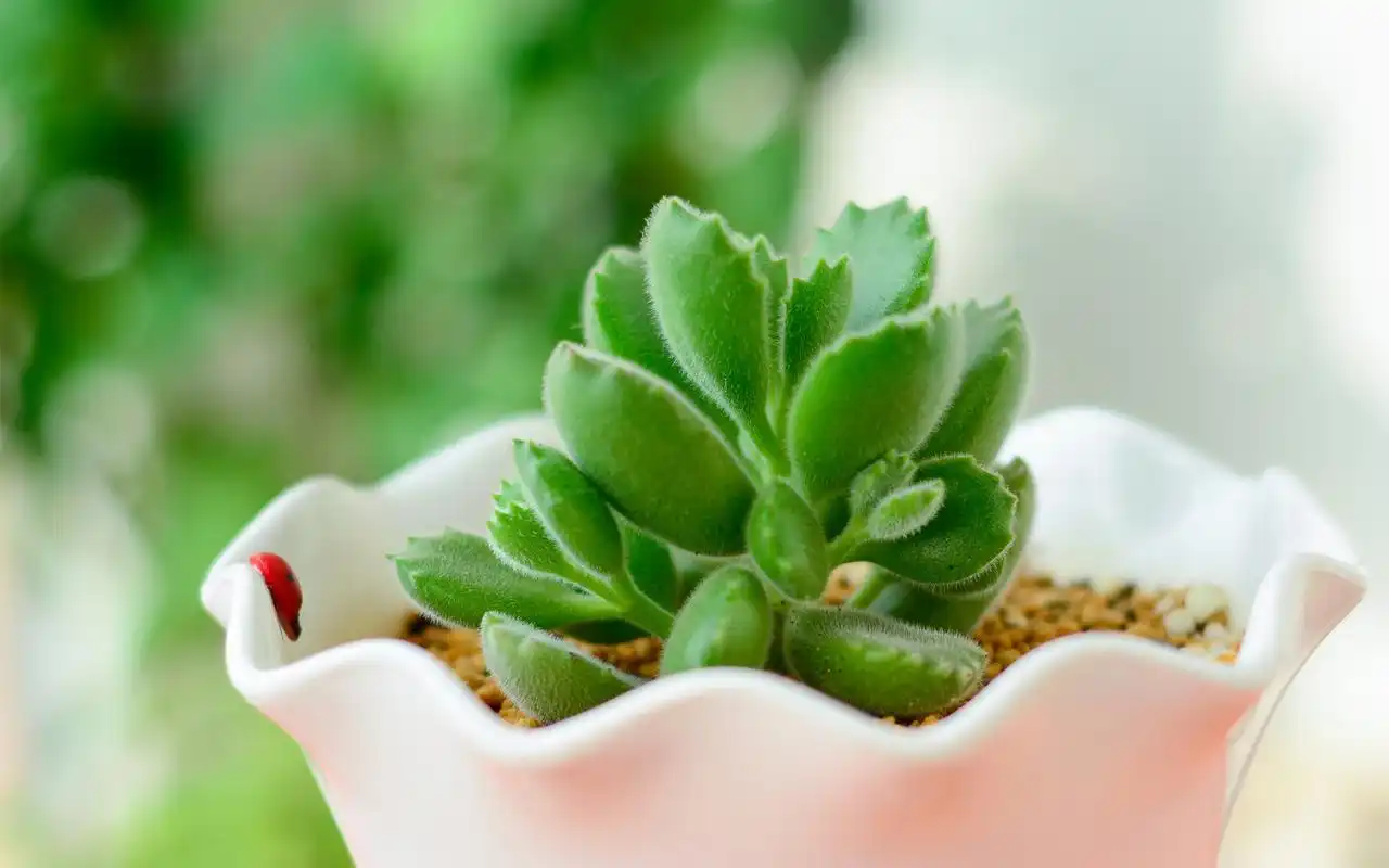 小清新绿色护眼高清精选桌面壁纸下载_植物壁纸_壁纸下载_美桌网