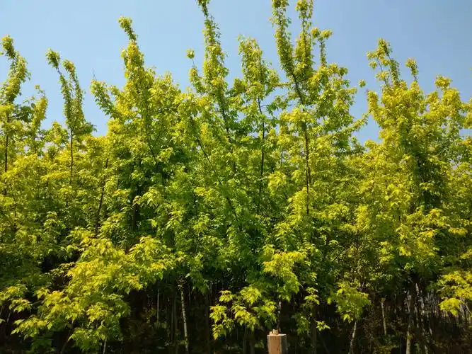 大美金叶复叶槭 尚积华