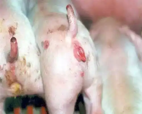 秋季母猪不发情返情率高怎么办