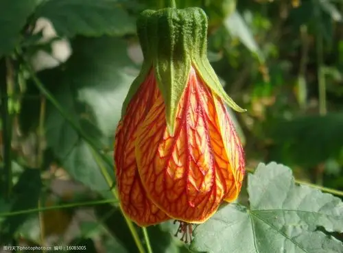 关键词:灯笼花 植物 花类 摄影 绿叶 自然景观 花草 生物世界 72dpi