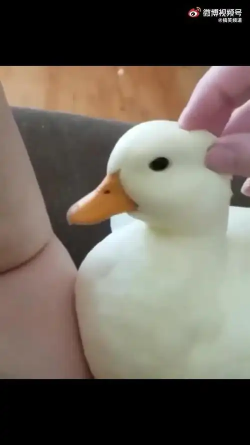 这小鸭子也太可爱了吧__财经头条