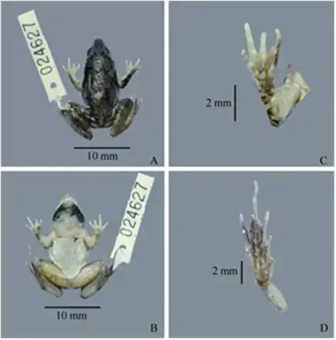 与公主"擦肩而过"的青蛙王子--记泰国又一两栖类新种:北碧陆蛙_手机搜