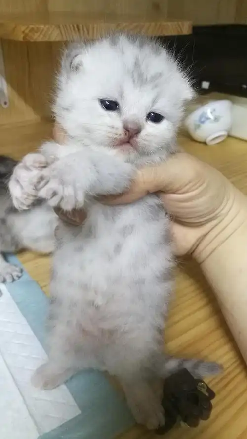 自家英短银渐层生的小奶猫