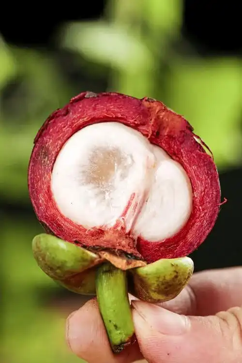 最让中国人期待夏天的食物,它排第一_山竹_图片_水果