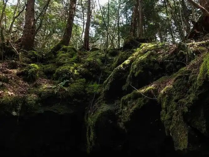 世界上最恐怖的森林日本自杀森林已发现600人自杀