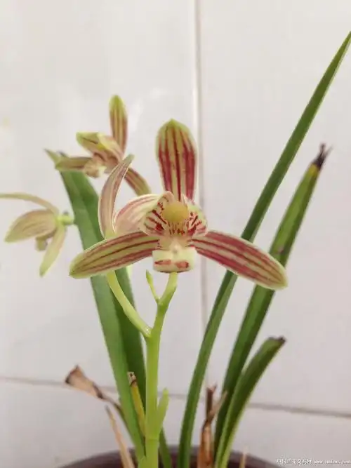 可爱的珍珠矮-建兰篇-中国兰花交易网社区