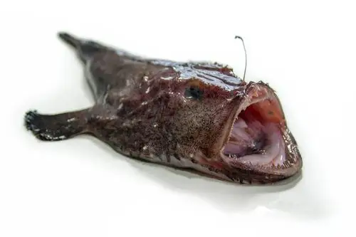 这种鱼很早熟,幼年就要找女朋友,还要靠女朋友养,不然铁定饿死