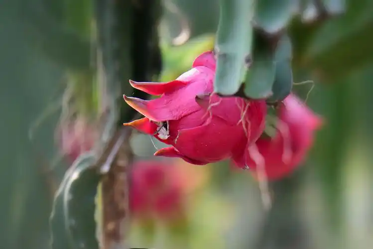 火龙果 · 霸王花