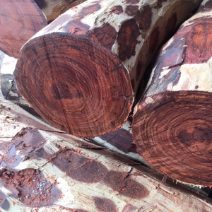 小叶紫檀木料原木料图片