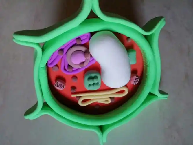 生物细胞模型(植物细胞)做了将近一个小时,害～又是被迫营业的一天呢