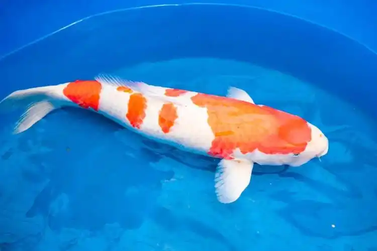 1000多条锦鲤来里水选美第十八届全国锦鲤公开赛圆满落幕