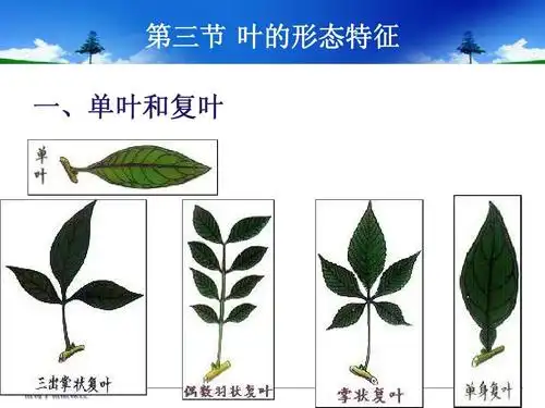 设计 被子植物形态学基础知识ppt 第三节 叶的形态特征 一,单叶和复叶
