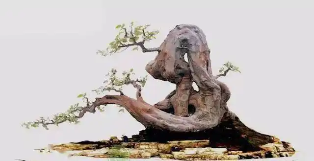 本园还有数量较多的精品盆景(真柏,榕树,九里香,朴树,榆树,黑松等)