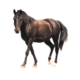 黑马图片-黑马设计素材-黑马素材免费下载-万素网