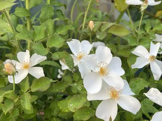 作为单瓣爱好者来说,这纯洁的小白花很可人.